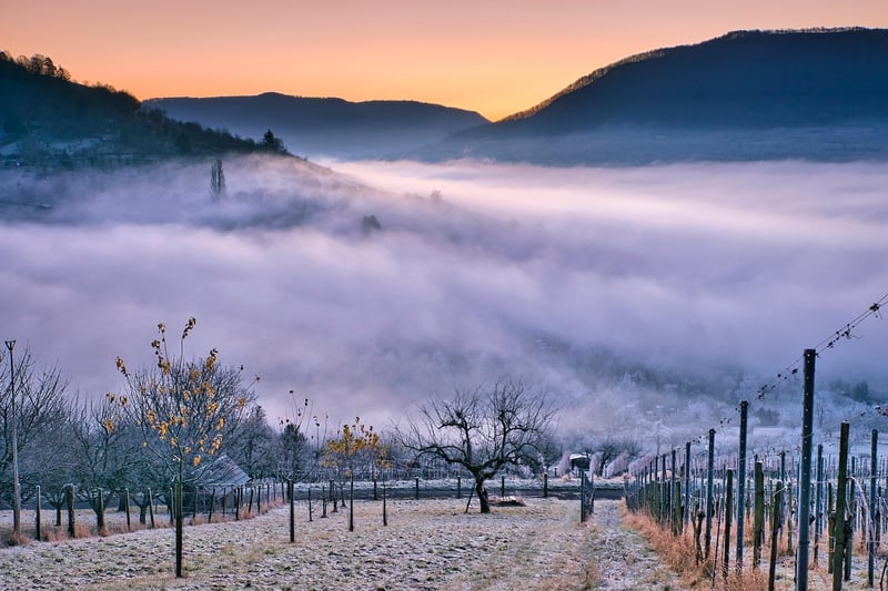 Charming Vineyards